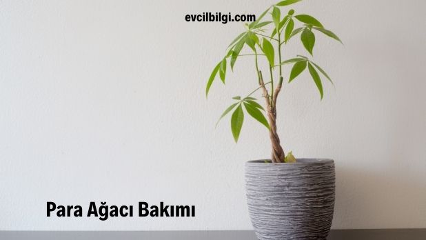 para ağacı nasıl çoğaltılır